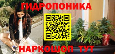 крисы Кингисепп