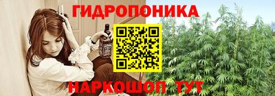 крисы Кингисепп