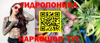 крисы Кингисепп